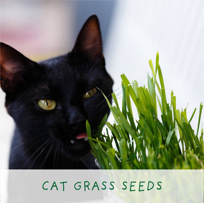 Cat Lovers Eco Grow Your Own Plant Kit Gardening Kit