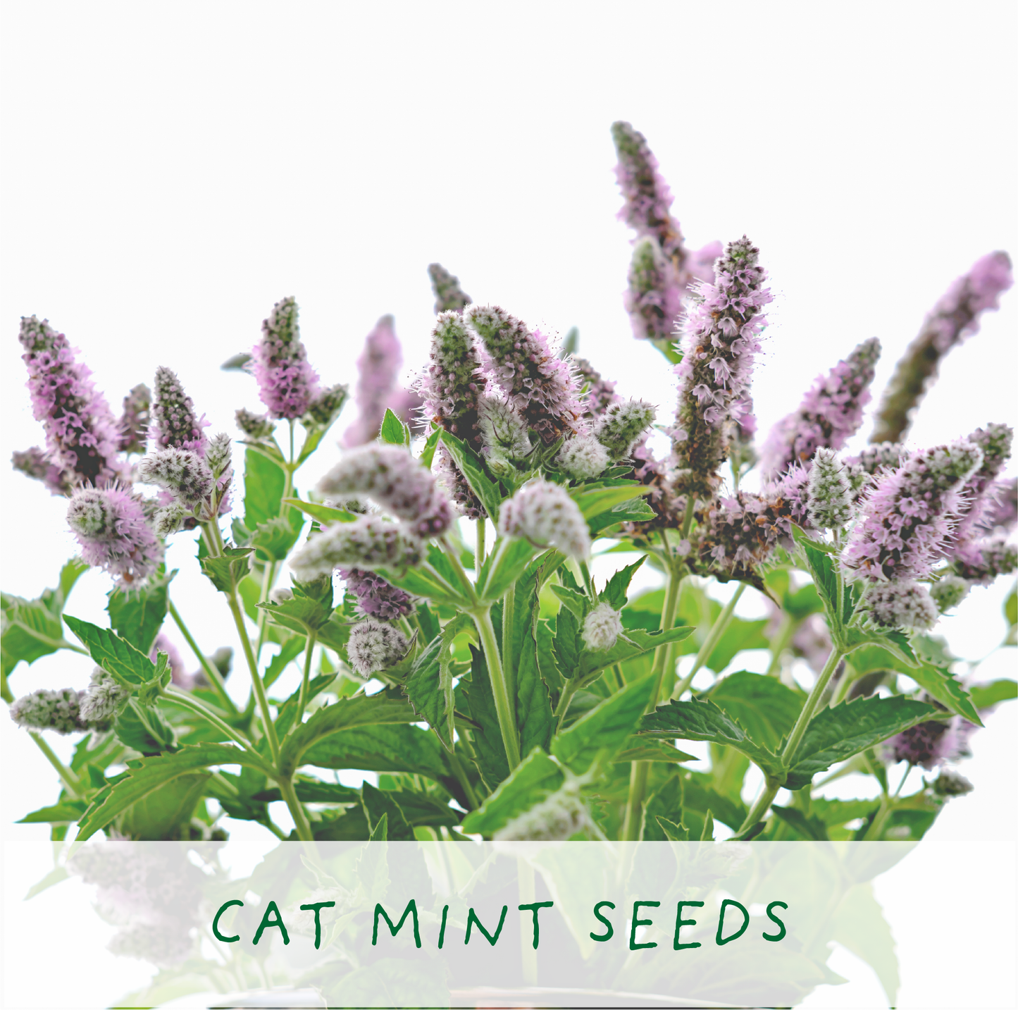 Purrfect Treat and Eco Grow Your Own Plant Kit